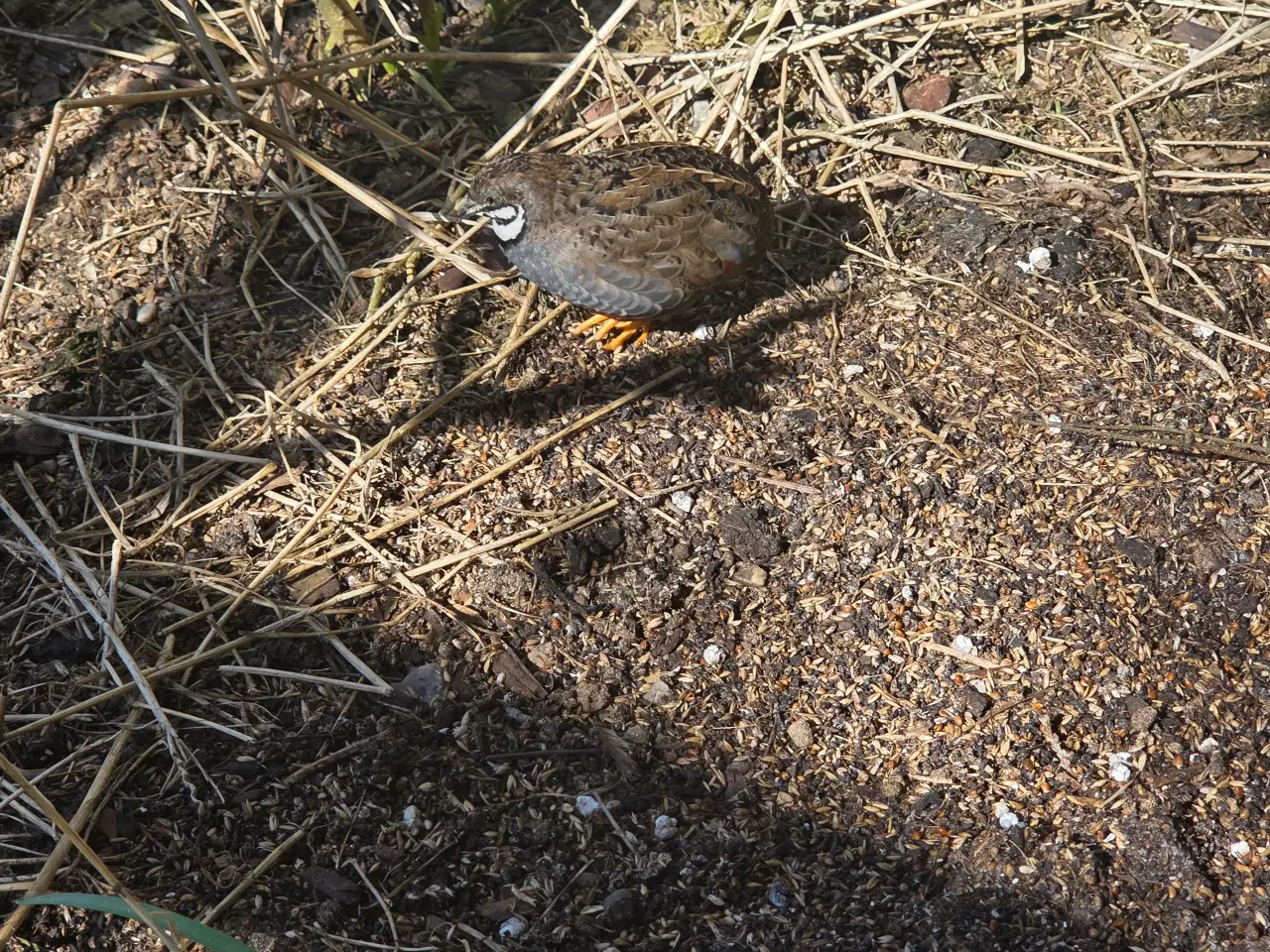 Billede 1 - Kinesisk Dværgvagtler - Han.