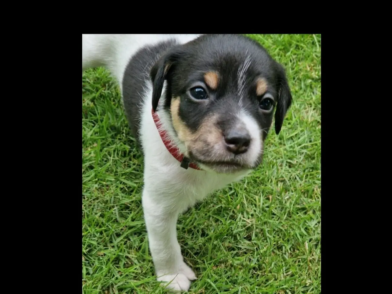 Billede 11 - Dansk svensk gårdhunde hvalpe 