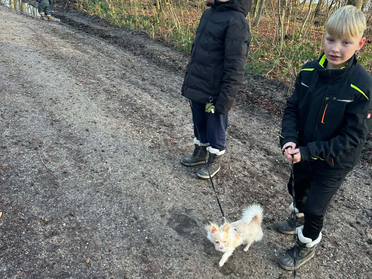 Billede 2 - Sød Chihuahua tæve søger nyt hjem