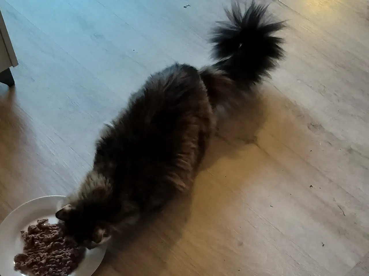 Billede 3 - Hunkat Molly 