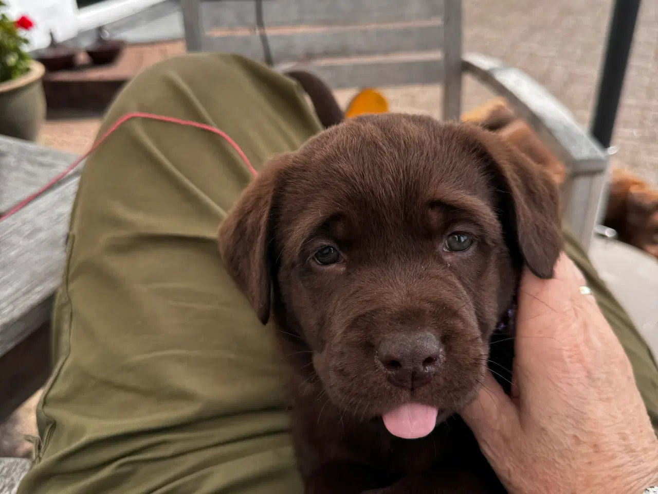 Billede 1 - Brun labrador hunhund kr. 10.000