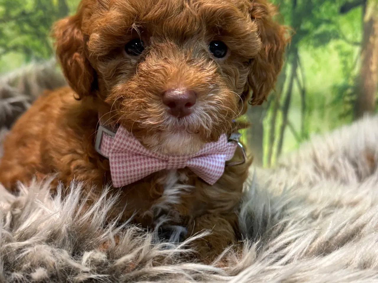 Billede 10 - Maltipoo  