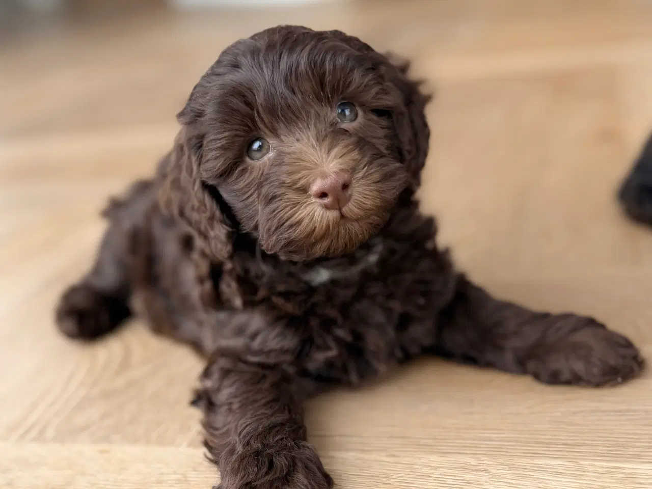 Billede 16 - Chokolade brune Havapoo drenge