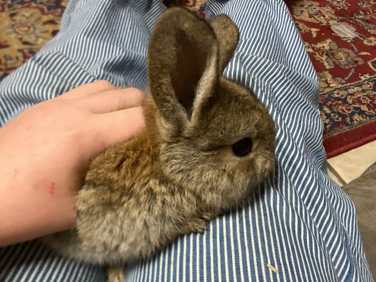 Billede 5 - Kaninunger søger nyt hjem