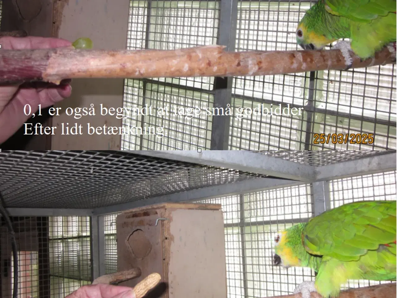 Billede 2 - Blåpandede Amazon papegøjer