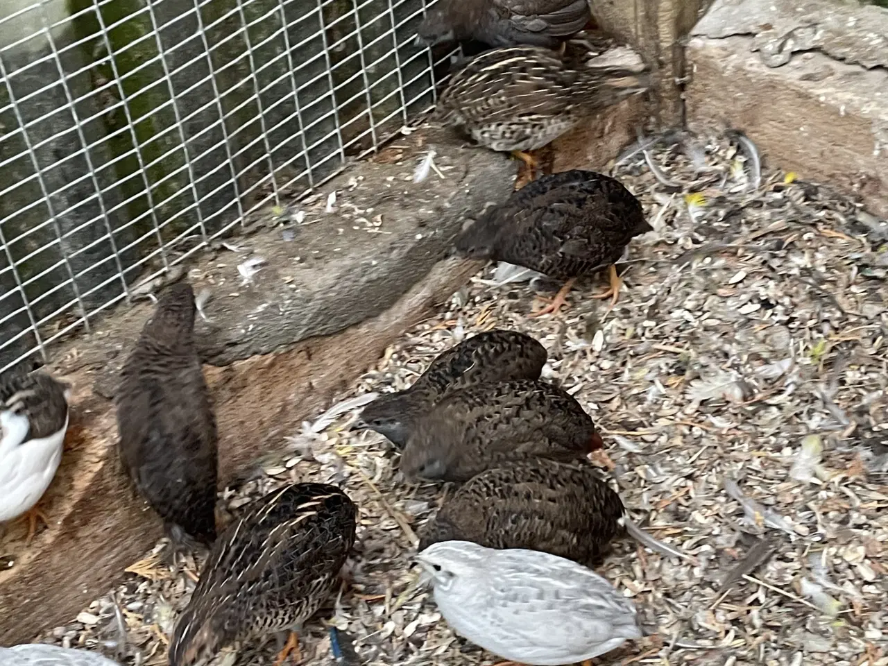 Billede 2 - Kinesiske dværgvagtler 