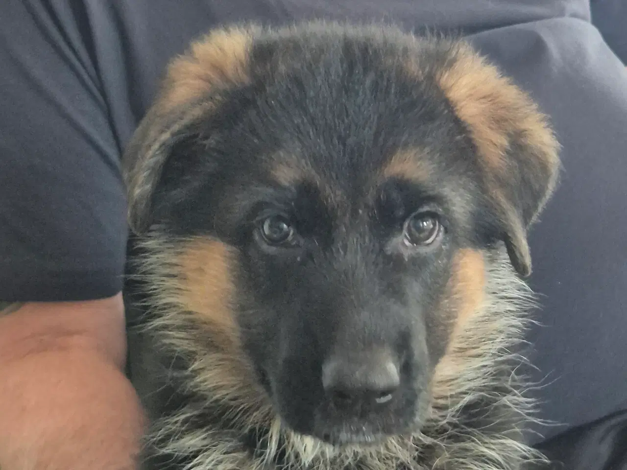 Billede 2 - Karats Jack og Joschi 