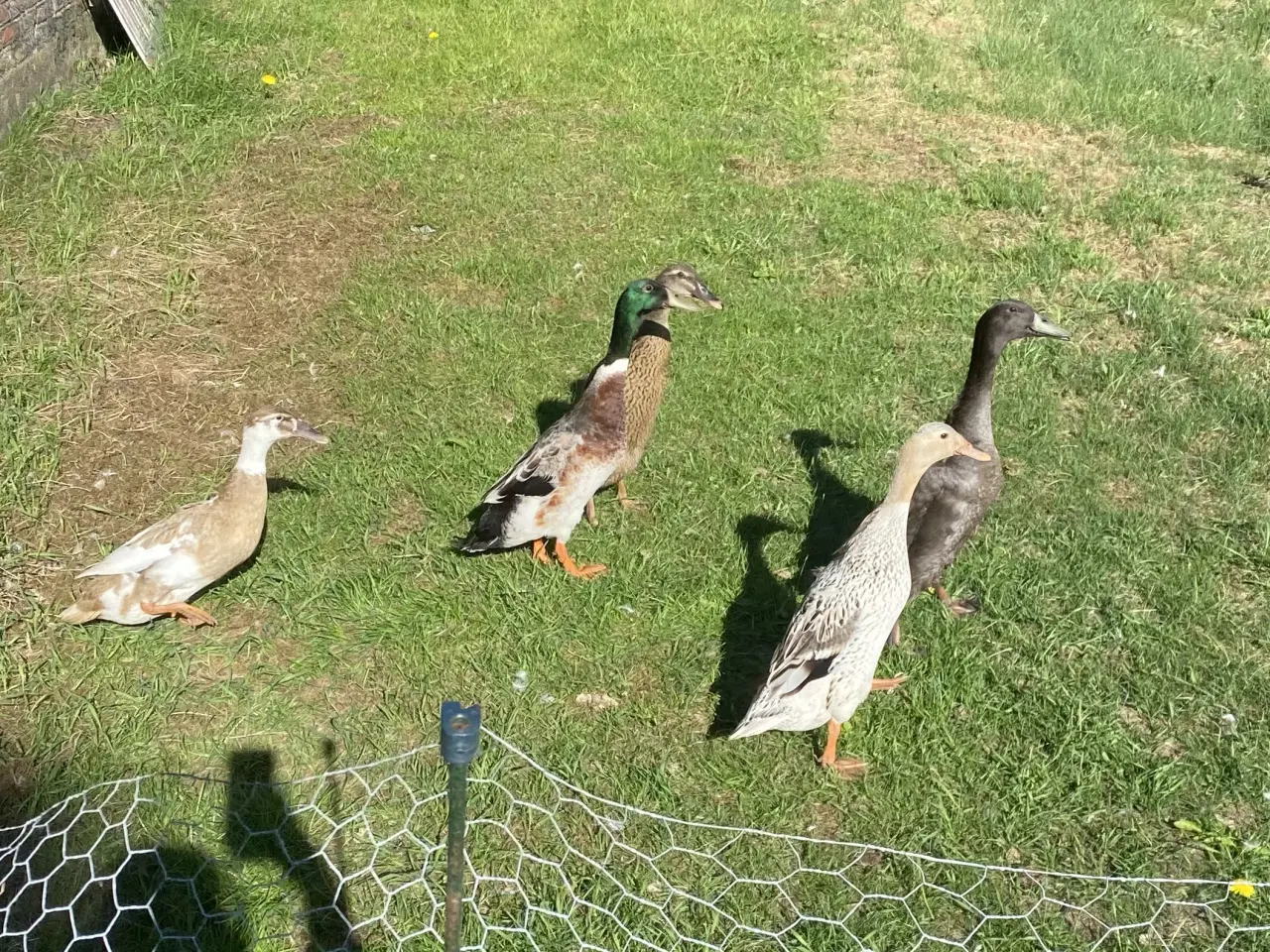 Billede 3 - Rugeæg fra løbeænder