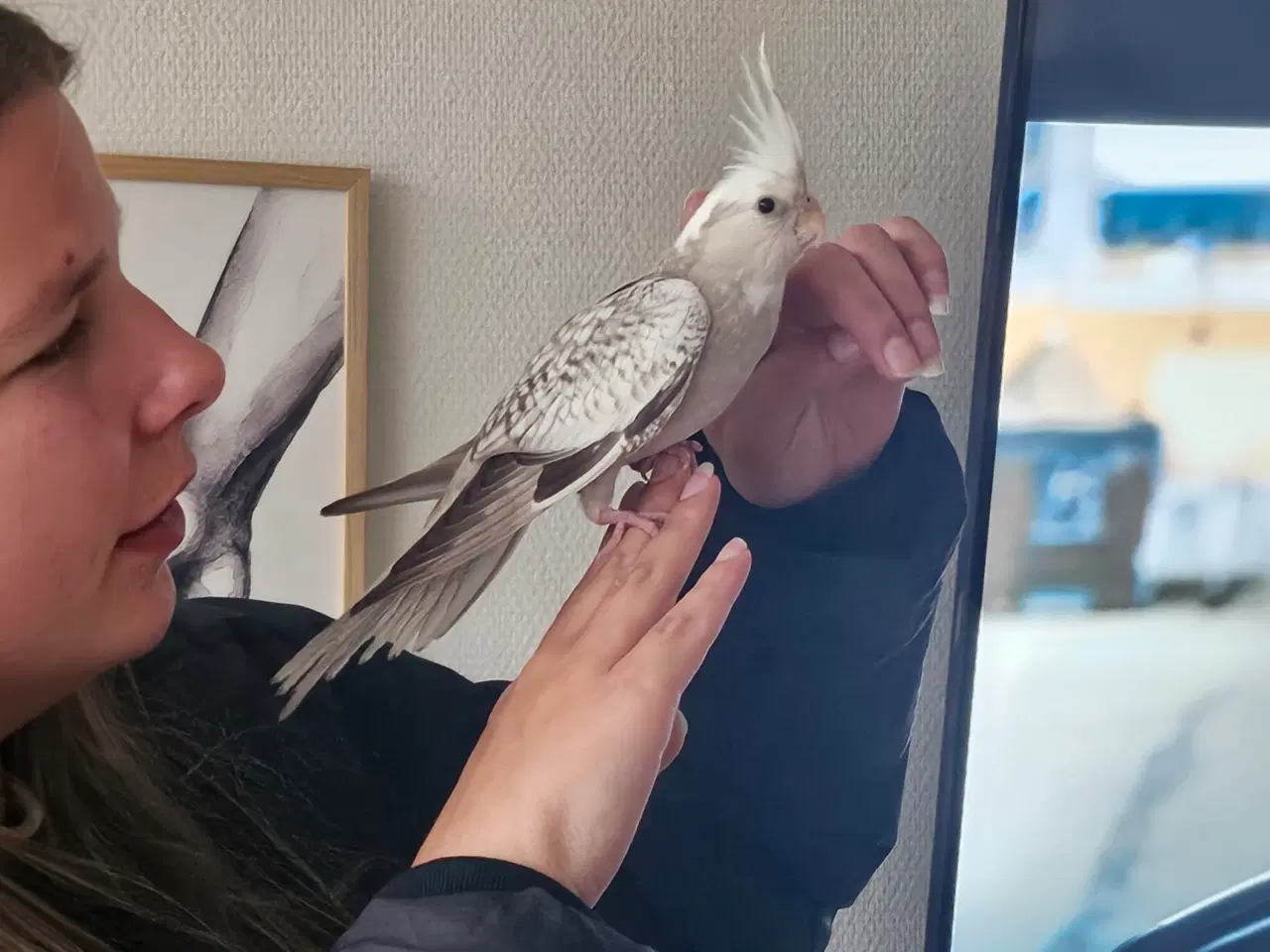 Billede 5 - Nymfeparakit  2 stk piger  500kr.med tilbehør. 