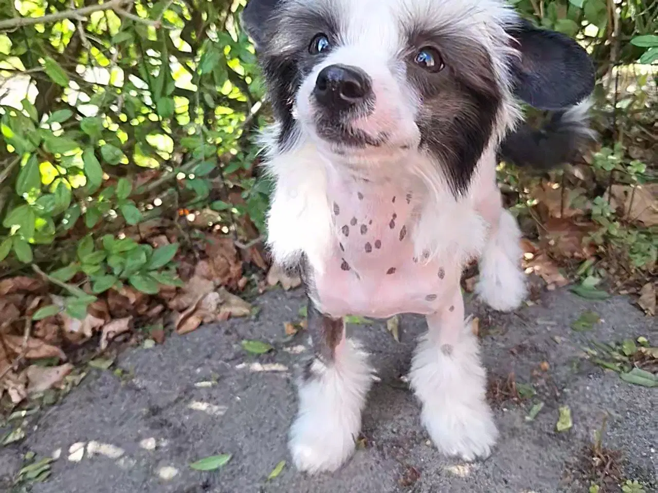 Billede 1 - Chinese Crested (Allergivenlig) med DKK stambog  