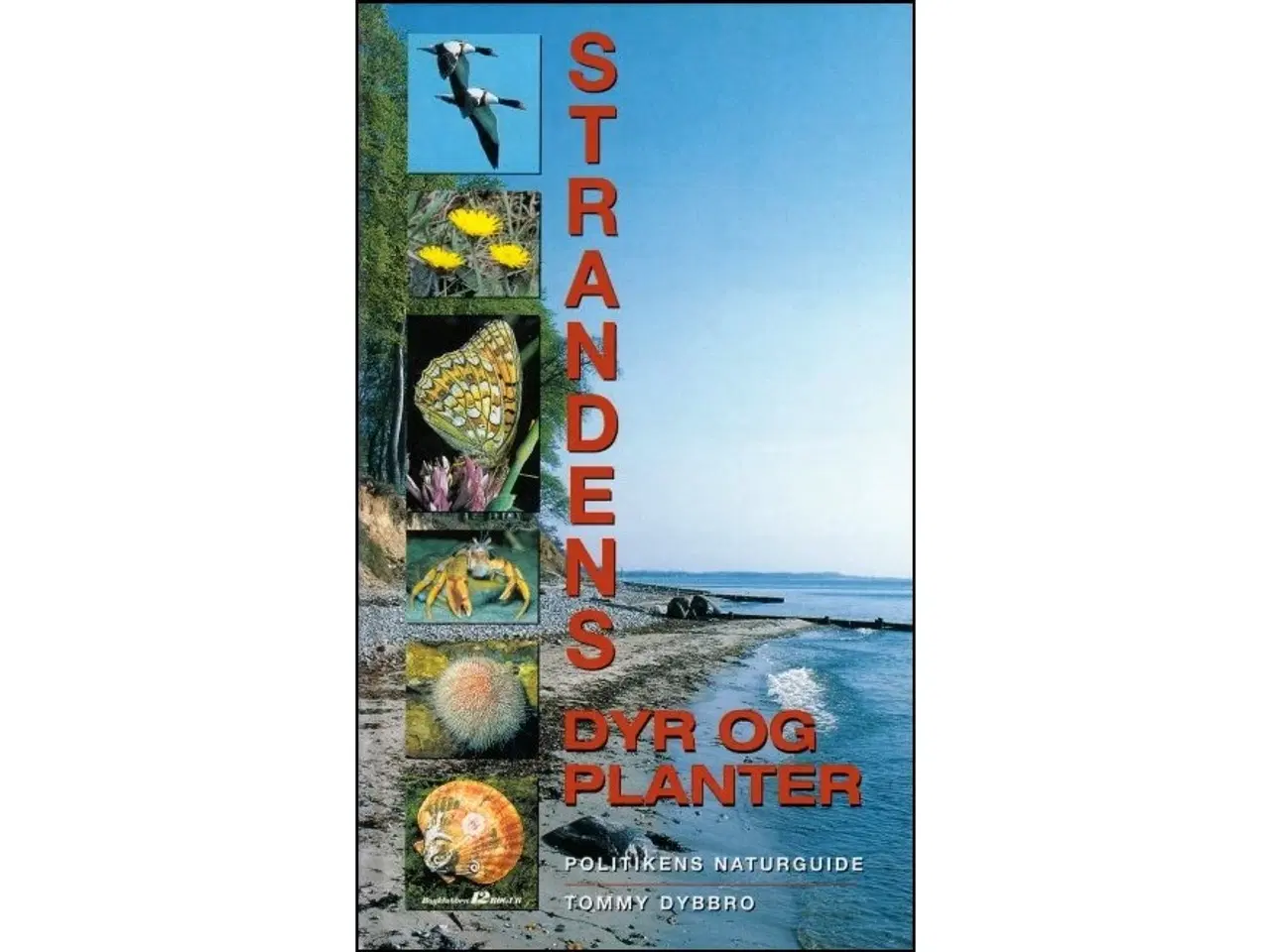 Billede 1 - Strandens dyr og planter