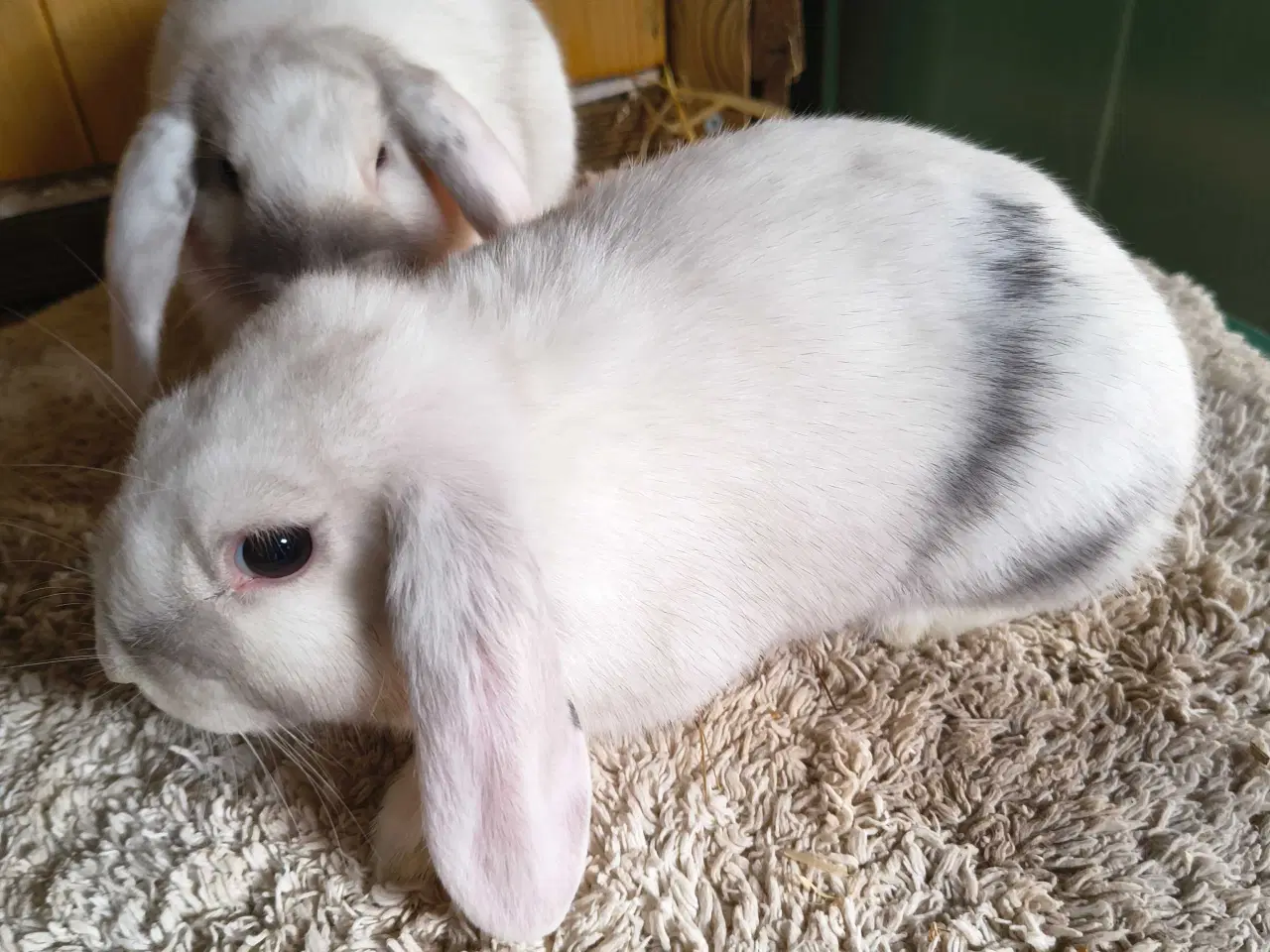 Billede 5 - Siameser unger 10 uger 