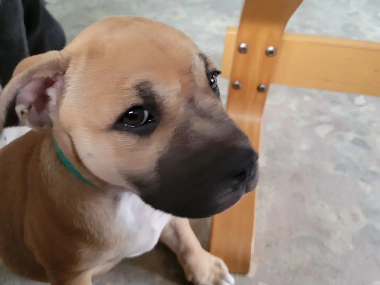 Billede 2 - Staffordshire Bull Terrier
