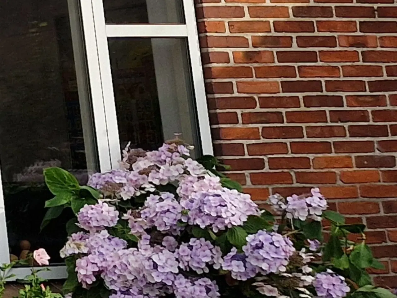 Billede 3 - Hortensia gives væk