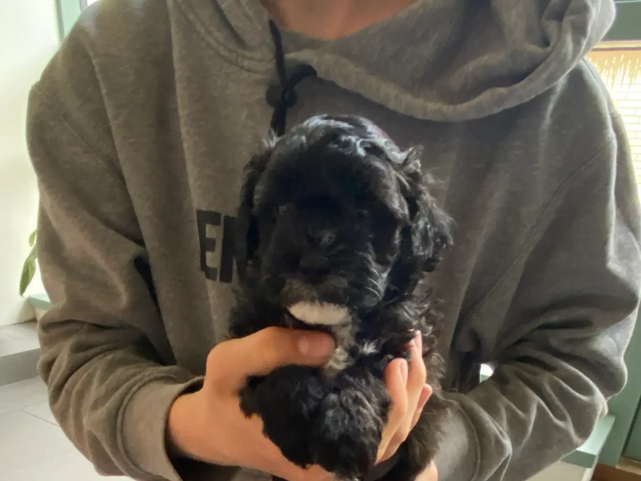 Billede 6 - Maltipoo hvalpe