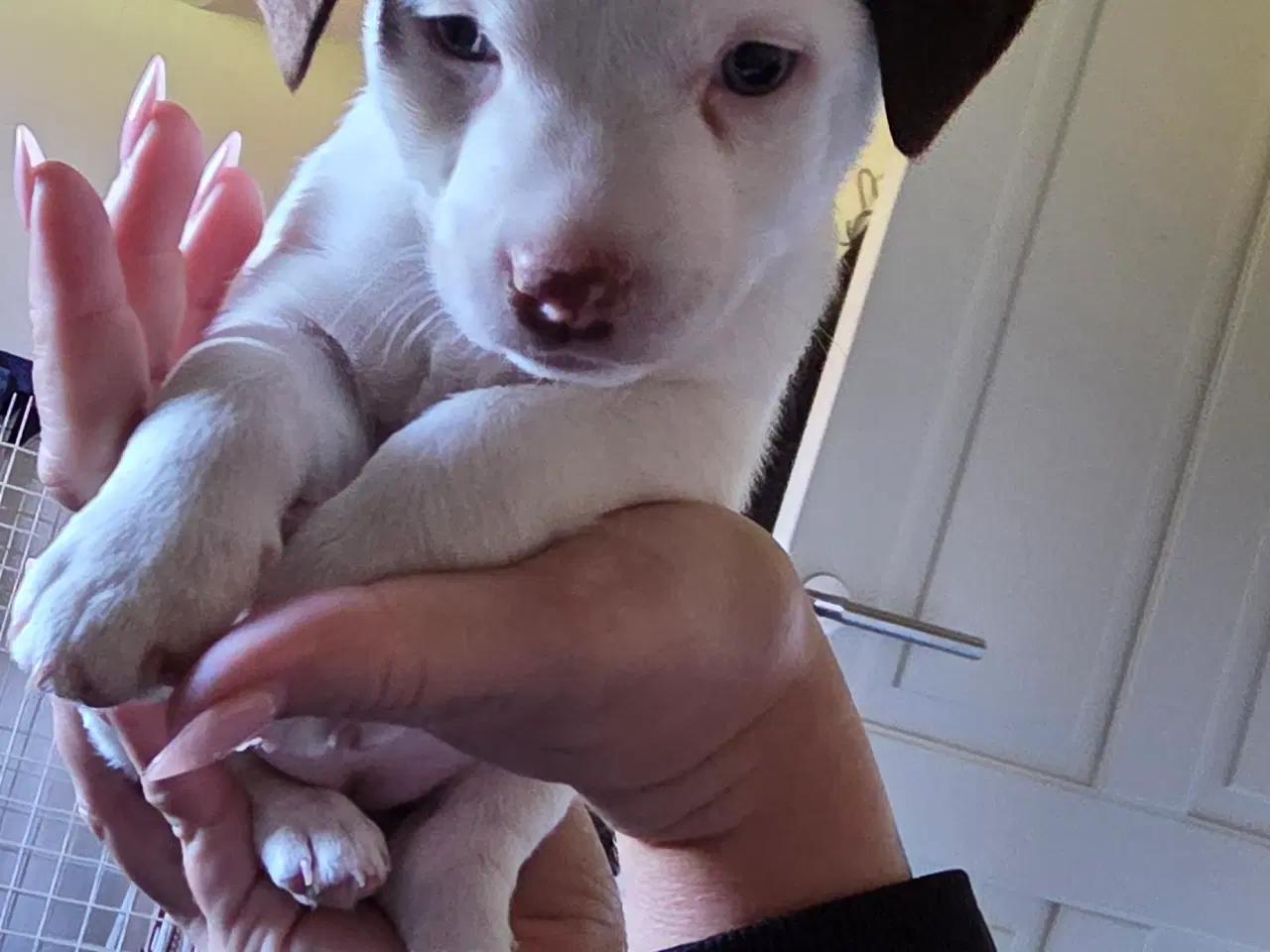 Billede 1 - Jack Russell Terrier hvalpe 