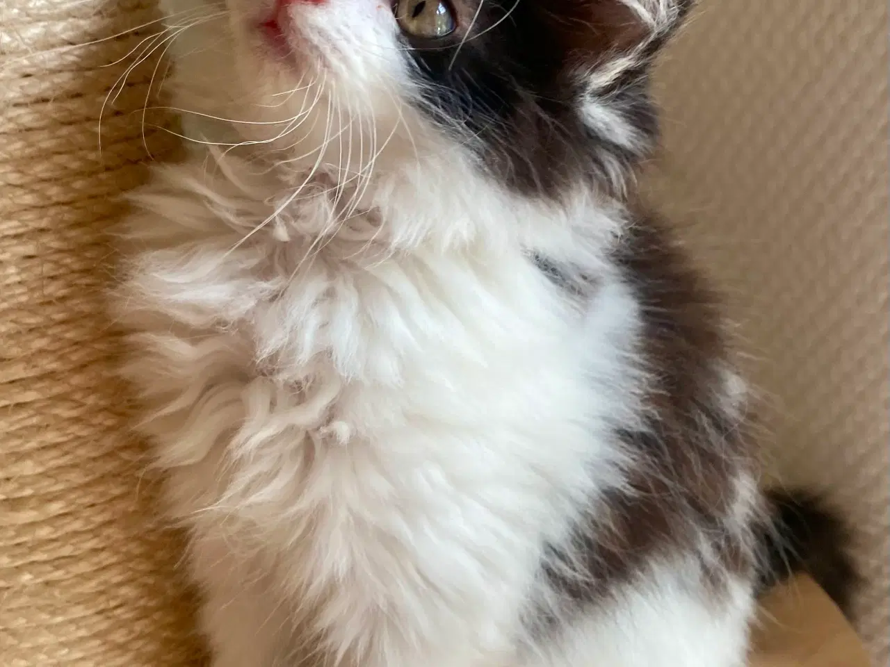Billede 8 - Maine Coon Perser killinger