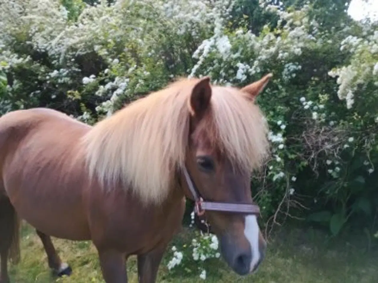 Billede 2 - Sød Børnepony / lærepony - med Føl