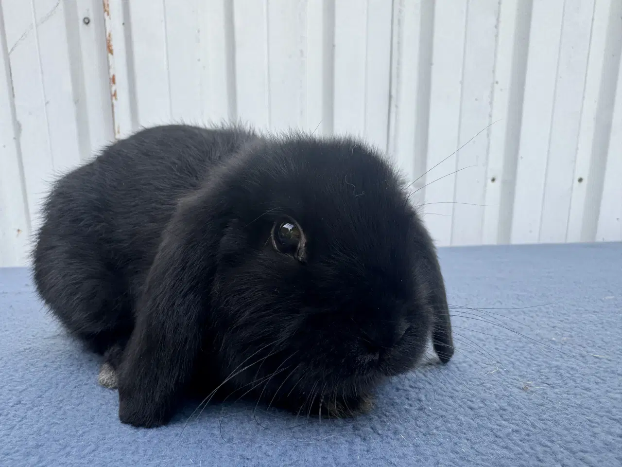 Billede 3 - Dværgvædder hankanin