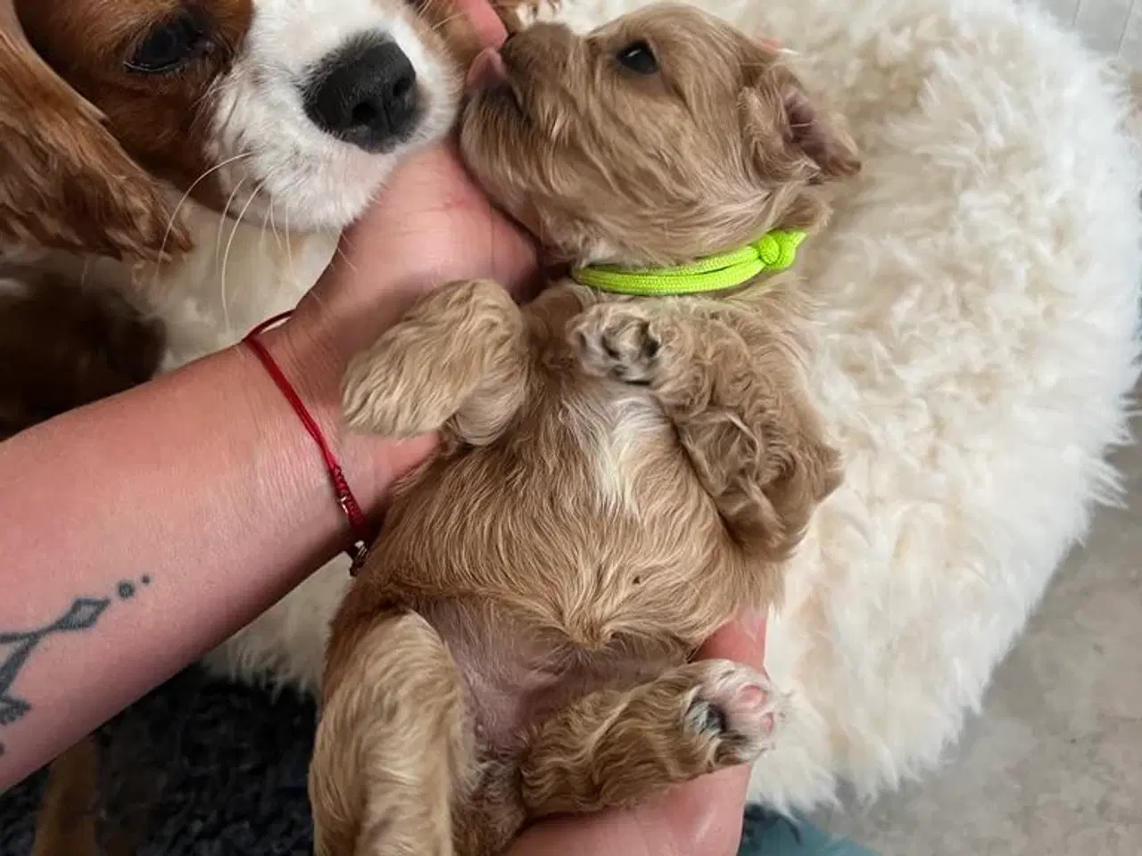 Billede 8 - Cavapoo F1