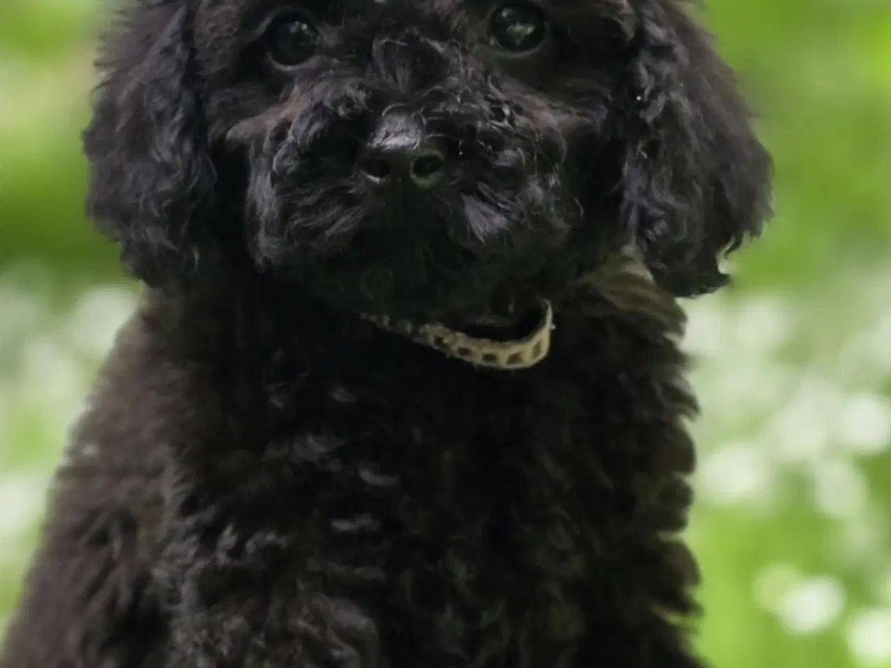Billede 4 - Doxiepoo F1B