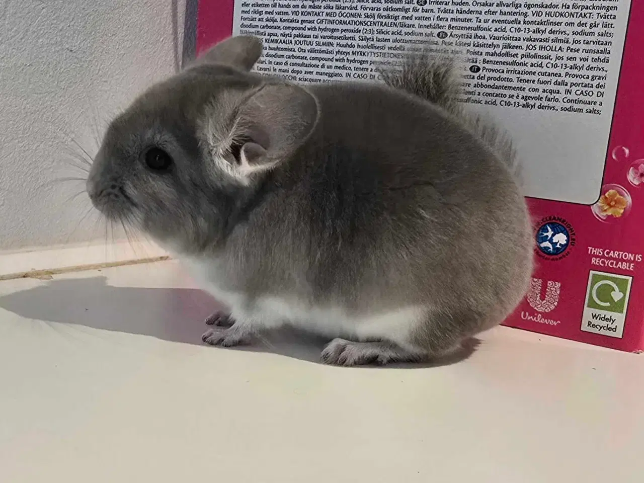 Billede 4 - Chinchilla unge