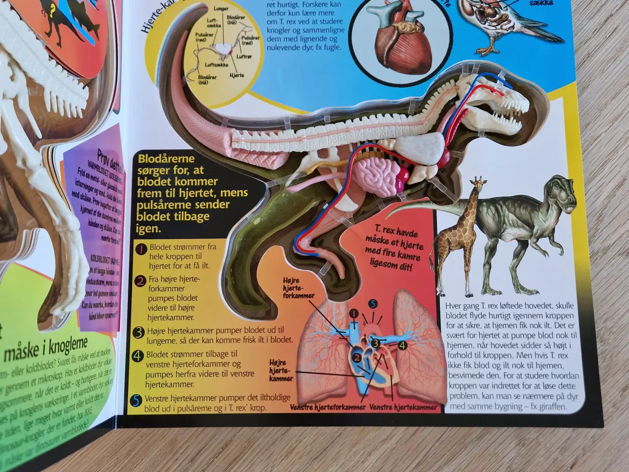 Billede 2 - Bog: Gå på opdagelse i en T Rex