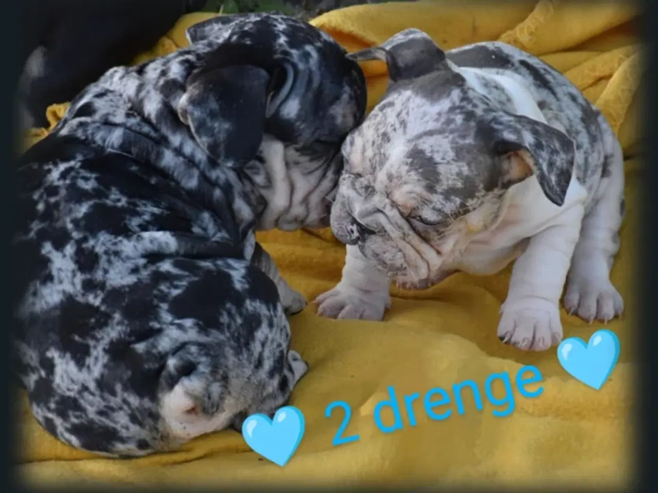 Billede 11 - Fransk bulldog 