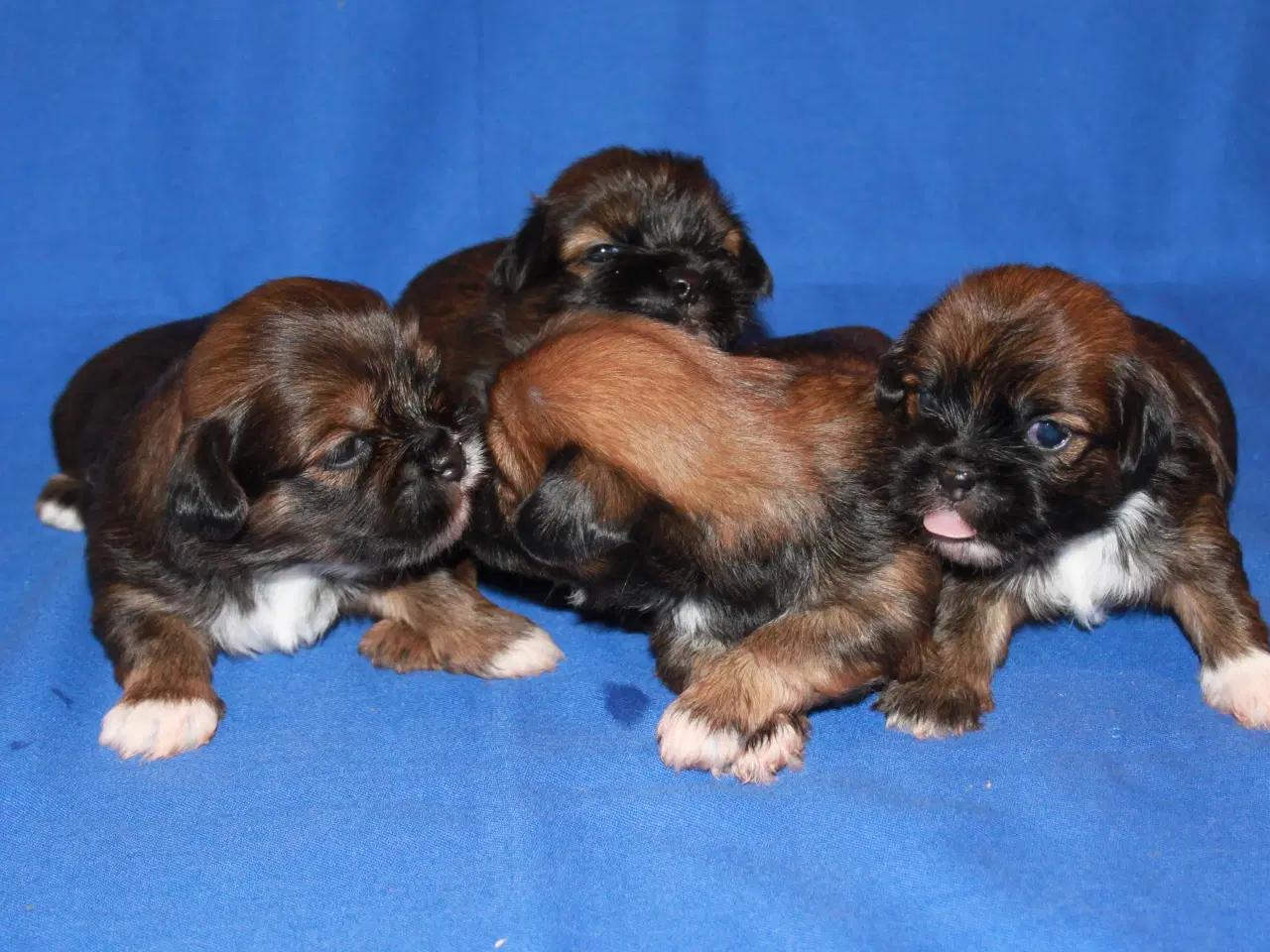 Billede 7 - Lhasa Apso hvalpe