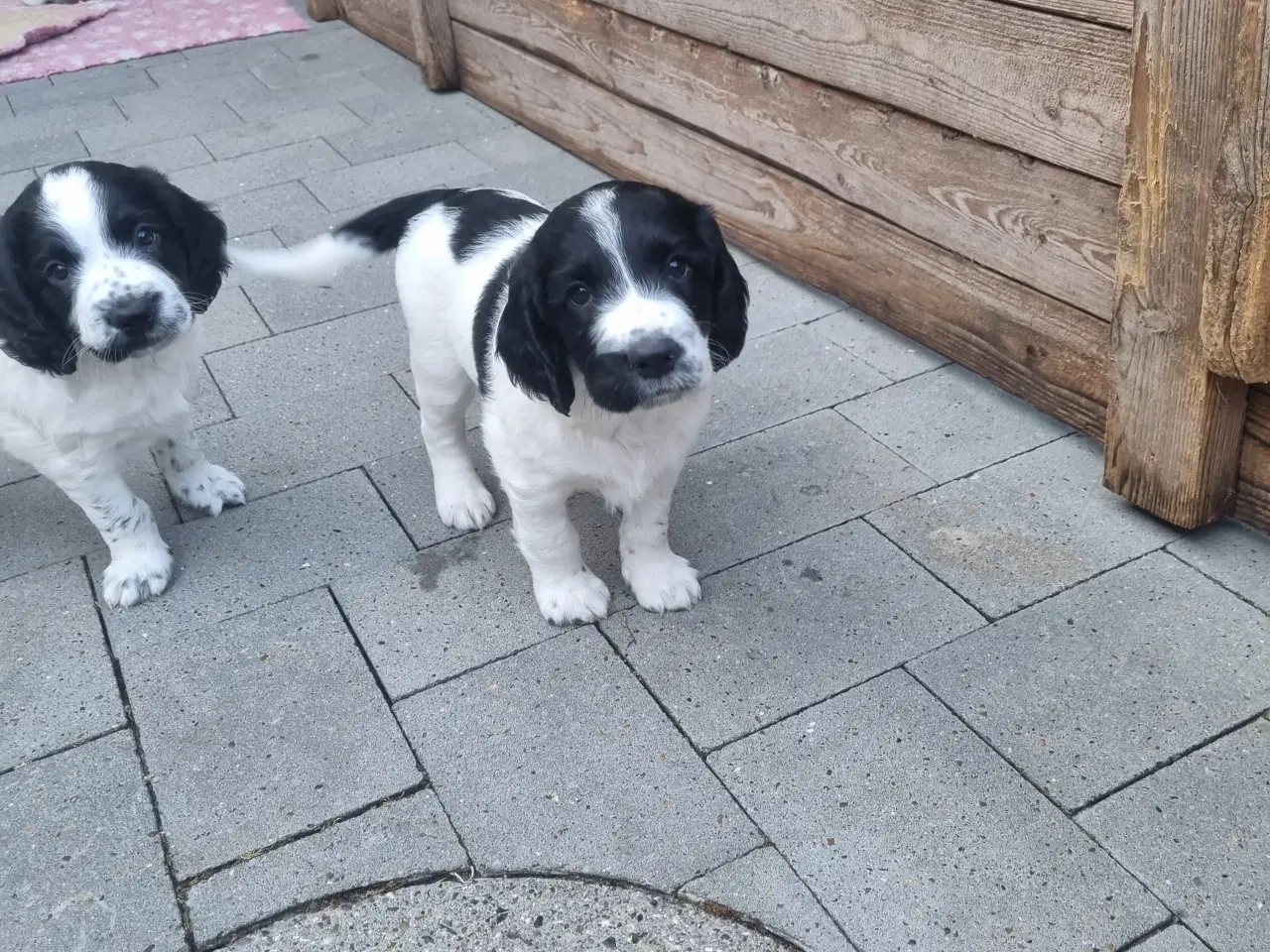 Billede 3 - Engelsk springer spaniel