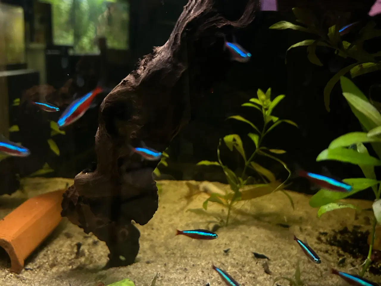 Billede 1 - 🐠❤️ Rød Neonfisk – glade og aktive stimefisk 