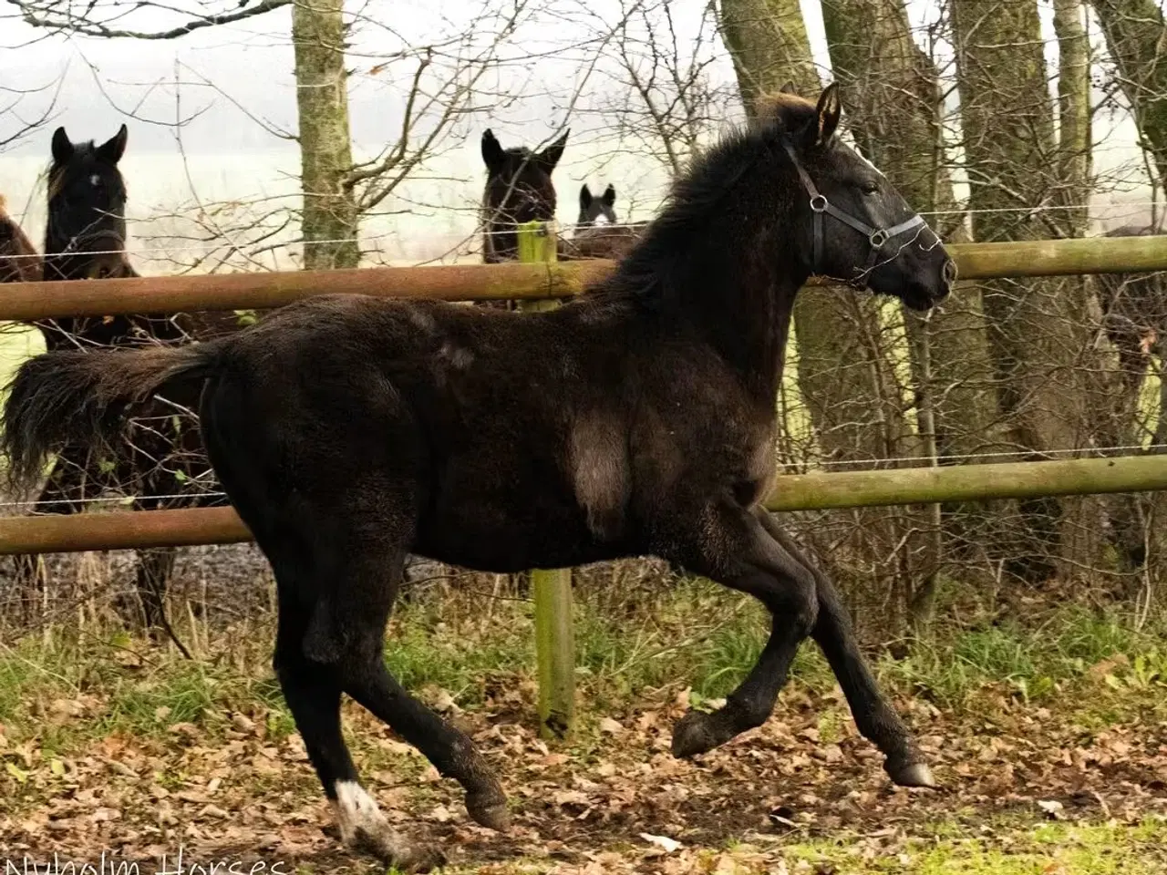 Billede 3 - Oldenborg sort forædlet hingsteføl 