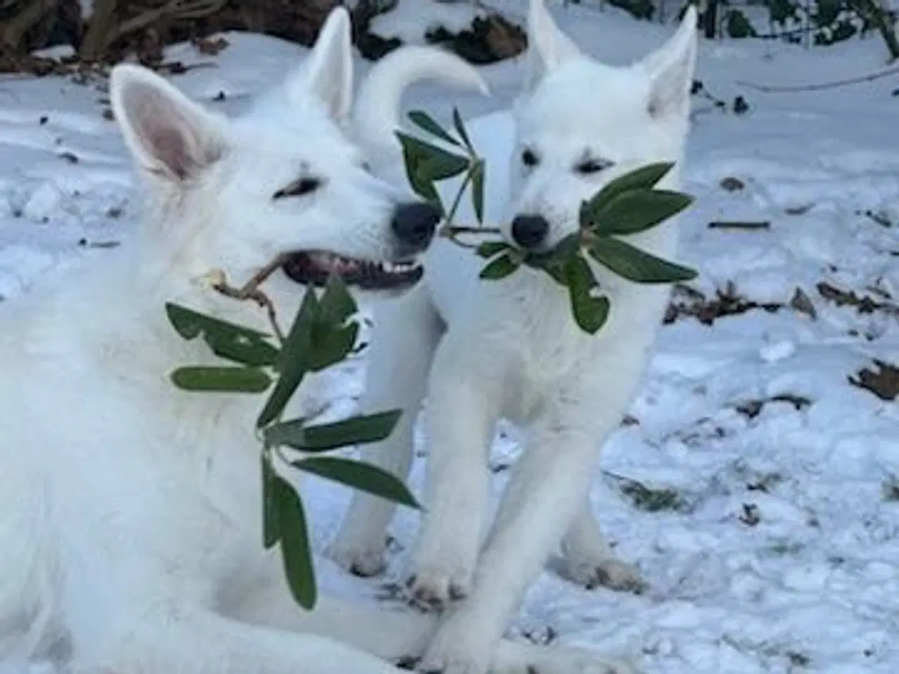 Billede 5 - Lækker blød hvid bamse 