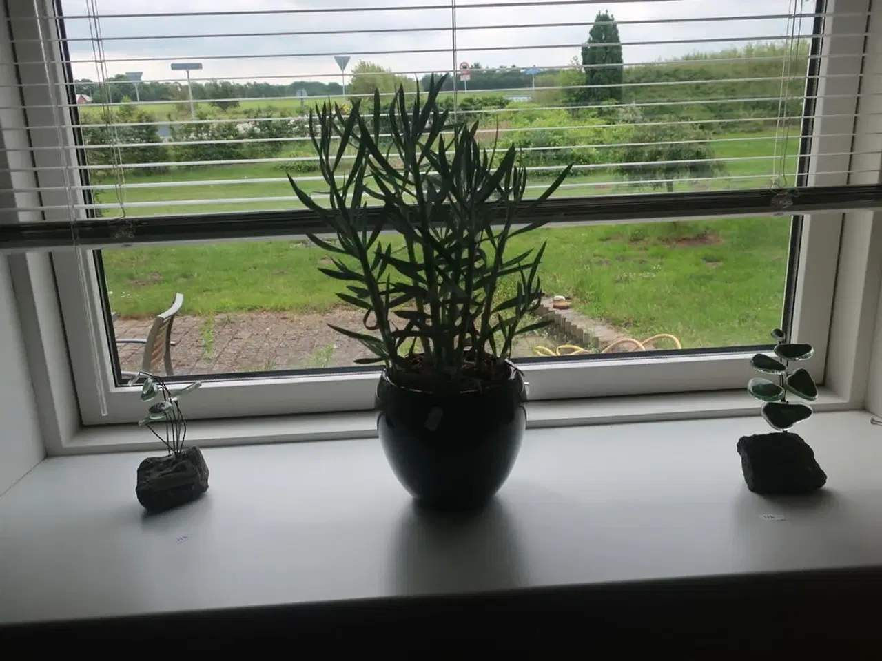 Billede 1 - Potteplante / skulturer