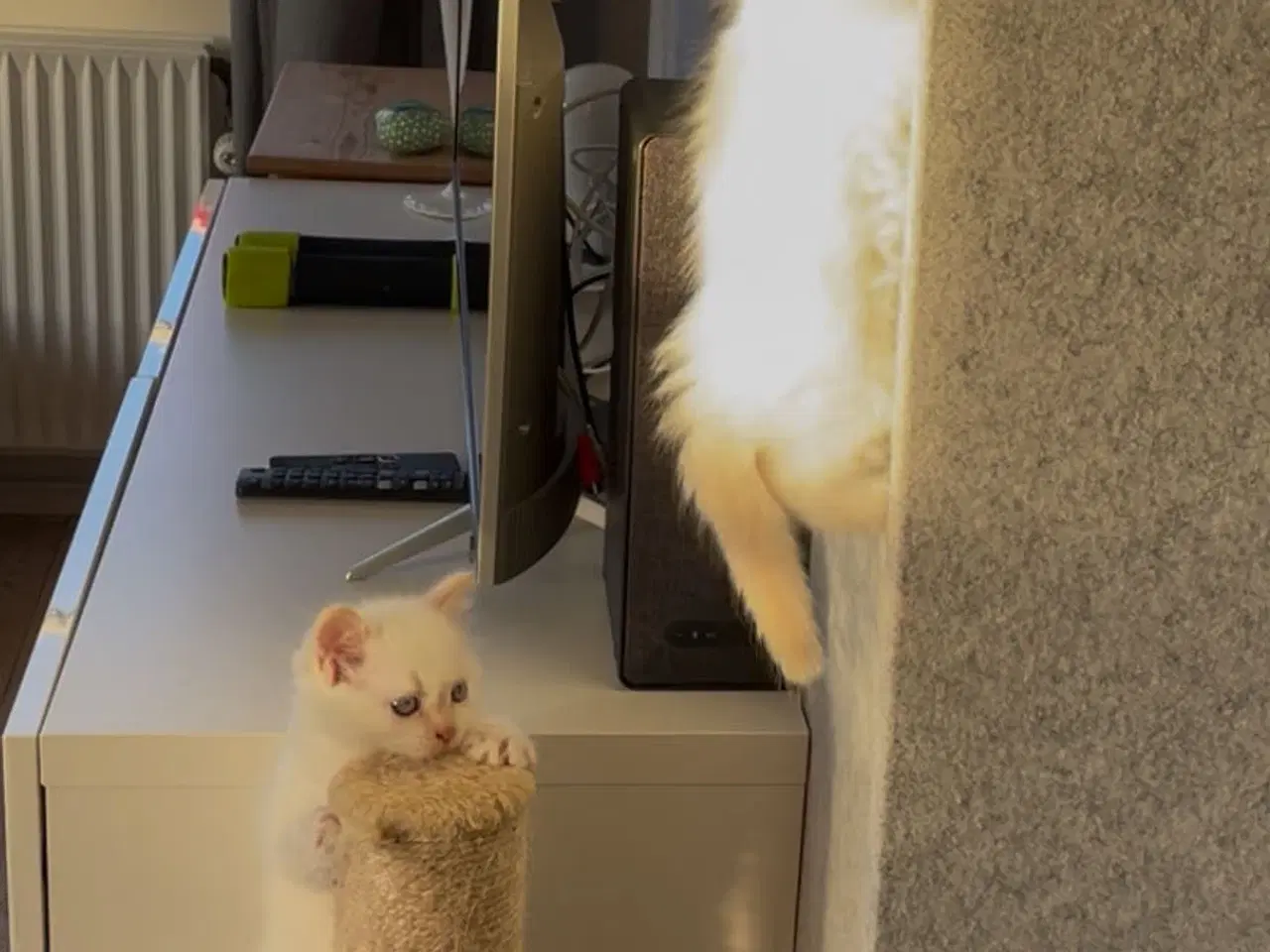 Billede 11 - Hellig Birma killinger