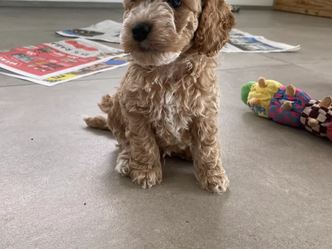 Billede 6 - Cockerpoo, cockerdoodle, cockapoo, doodle