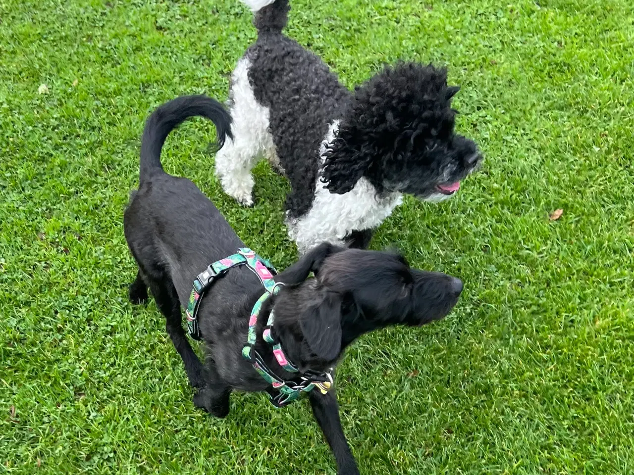 Billede 11 - Dværgpuddel blanding, foxpuddel, hvalpe