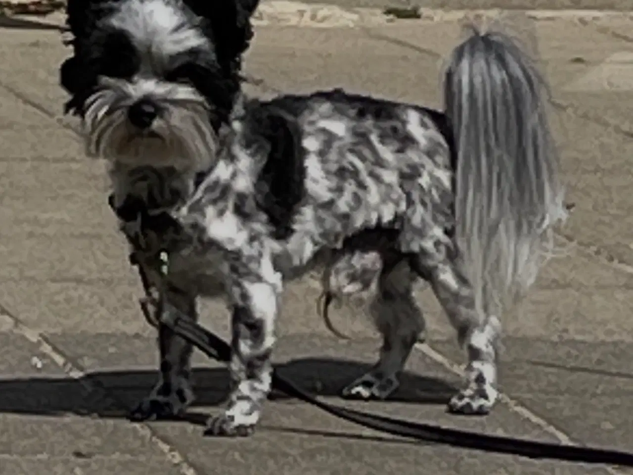 Billede 3 -  parring af Malteser /Yorkshire terrier 
