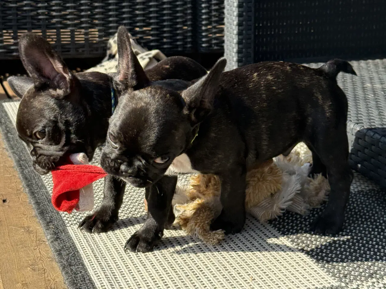 Billede 3 - Fransk Bulldog hvalp