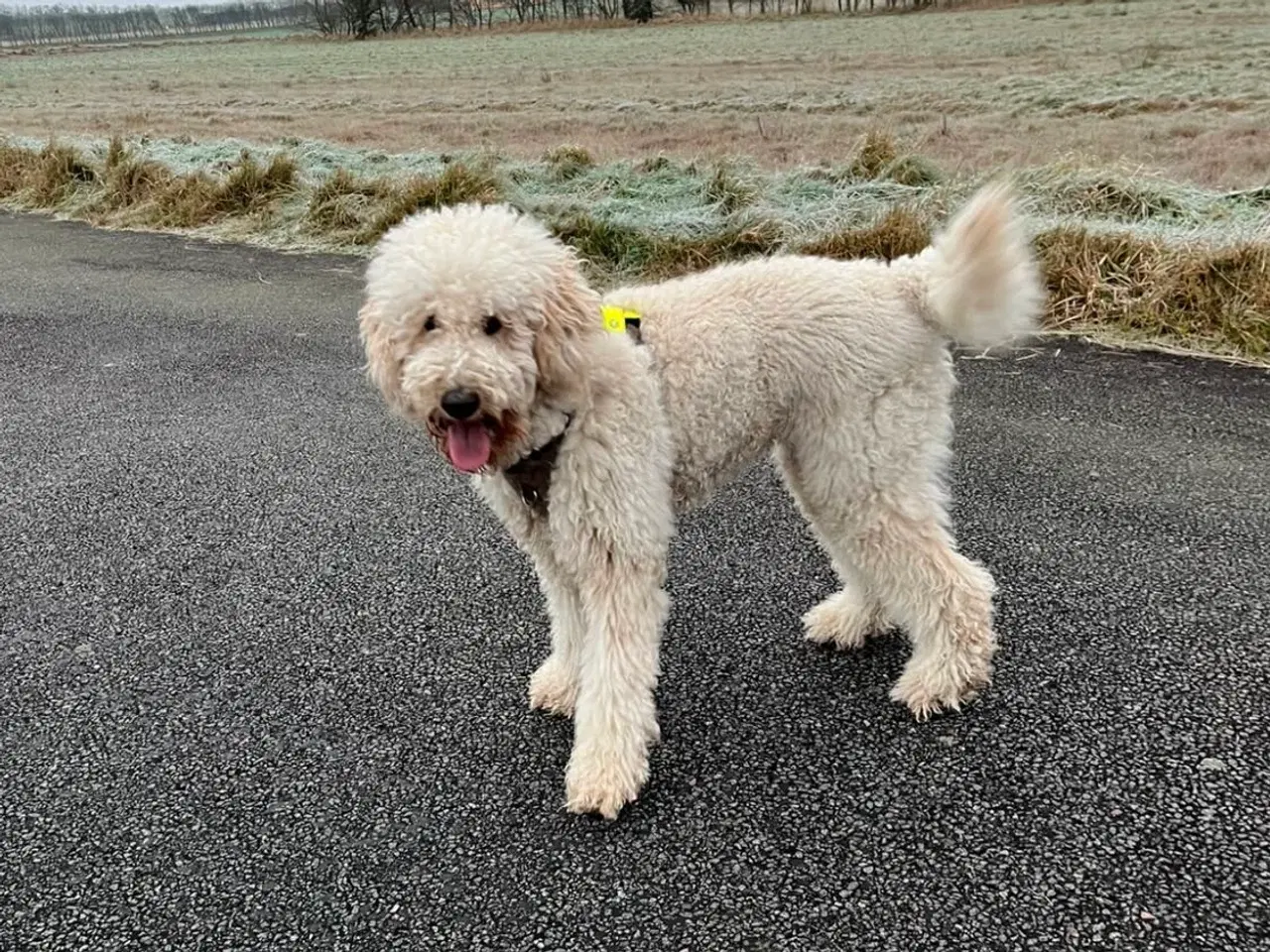 Billede 13 - Goldendoodle 