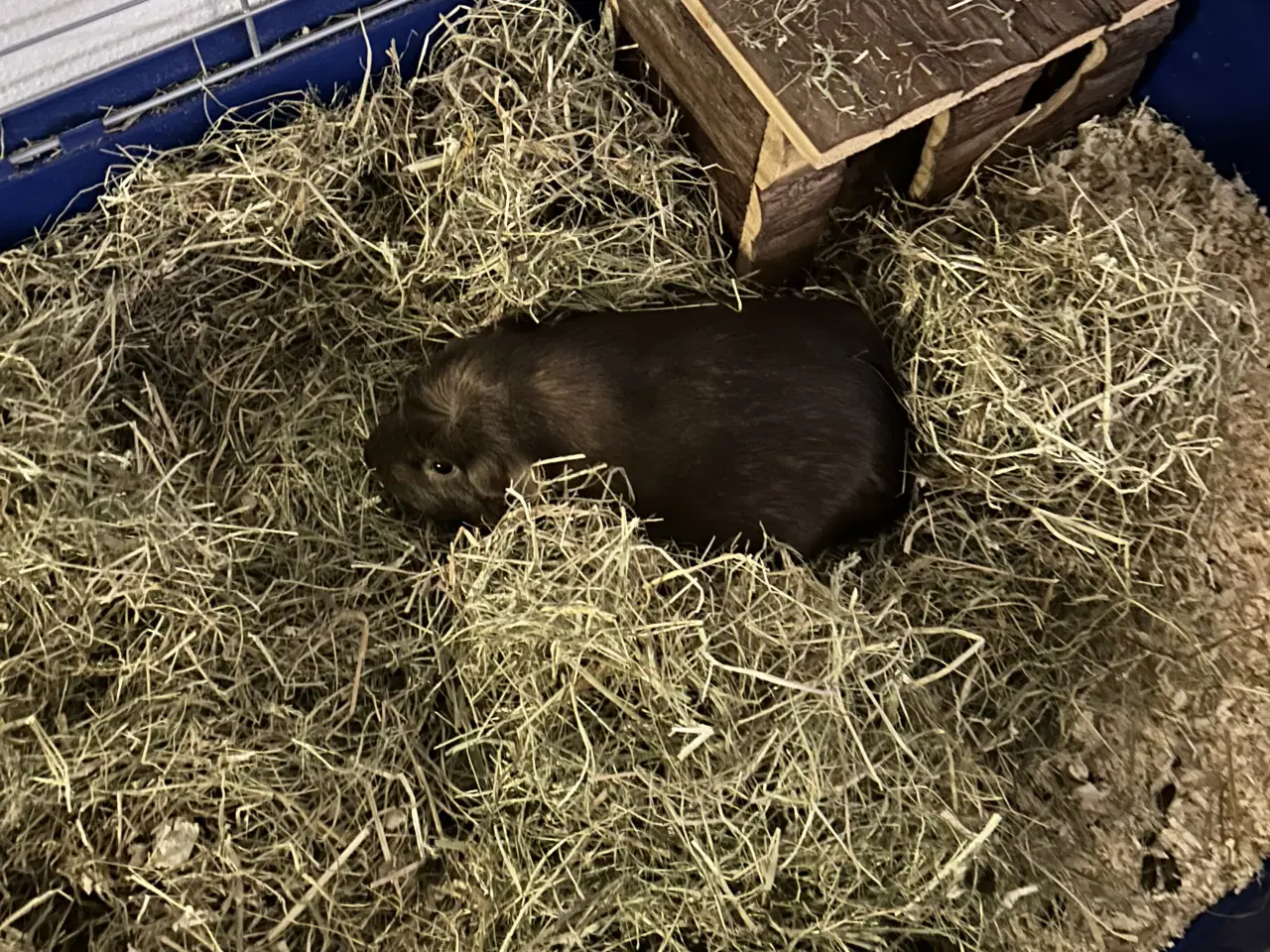 Billede 4 - Marsvin med alt tilbehør