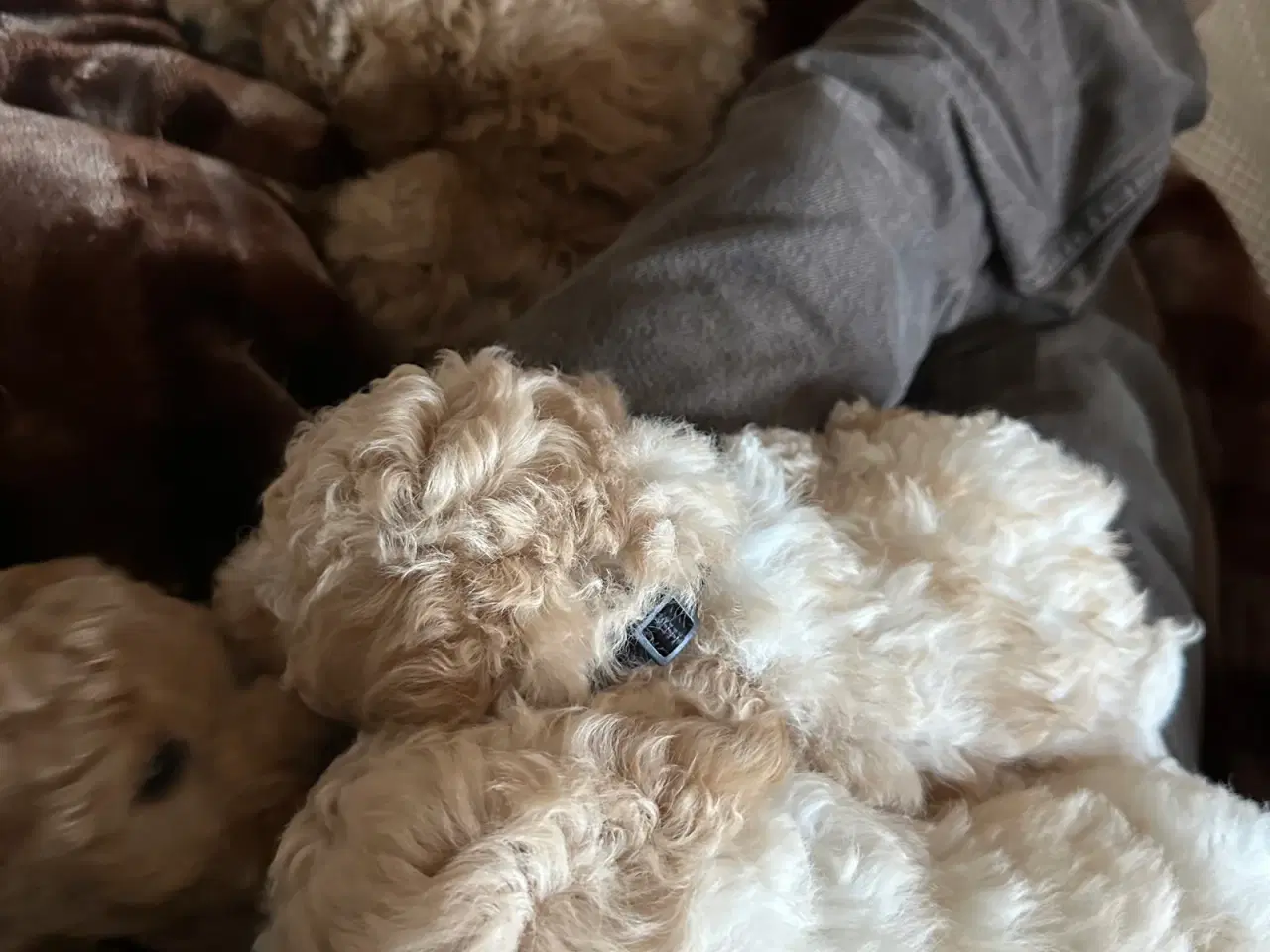 Billede 11 - Maltipoo hvalpe – 8 uger, chippet & vaccineret