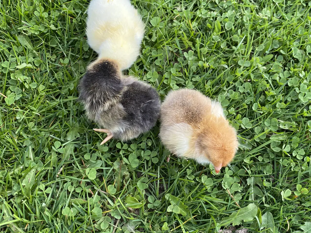 Billede 2 - Små kyllinger 