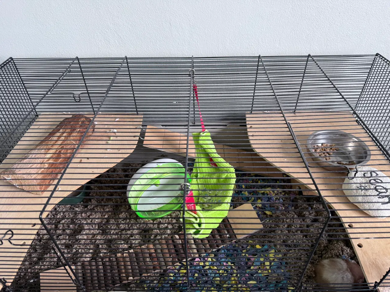 Billede 2 - Hamster med bur og tilbehør