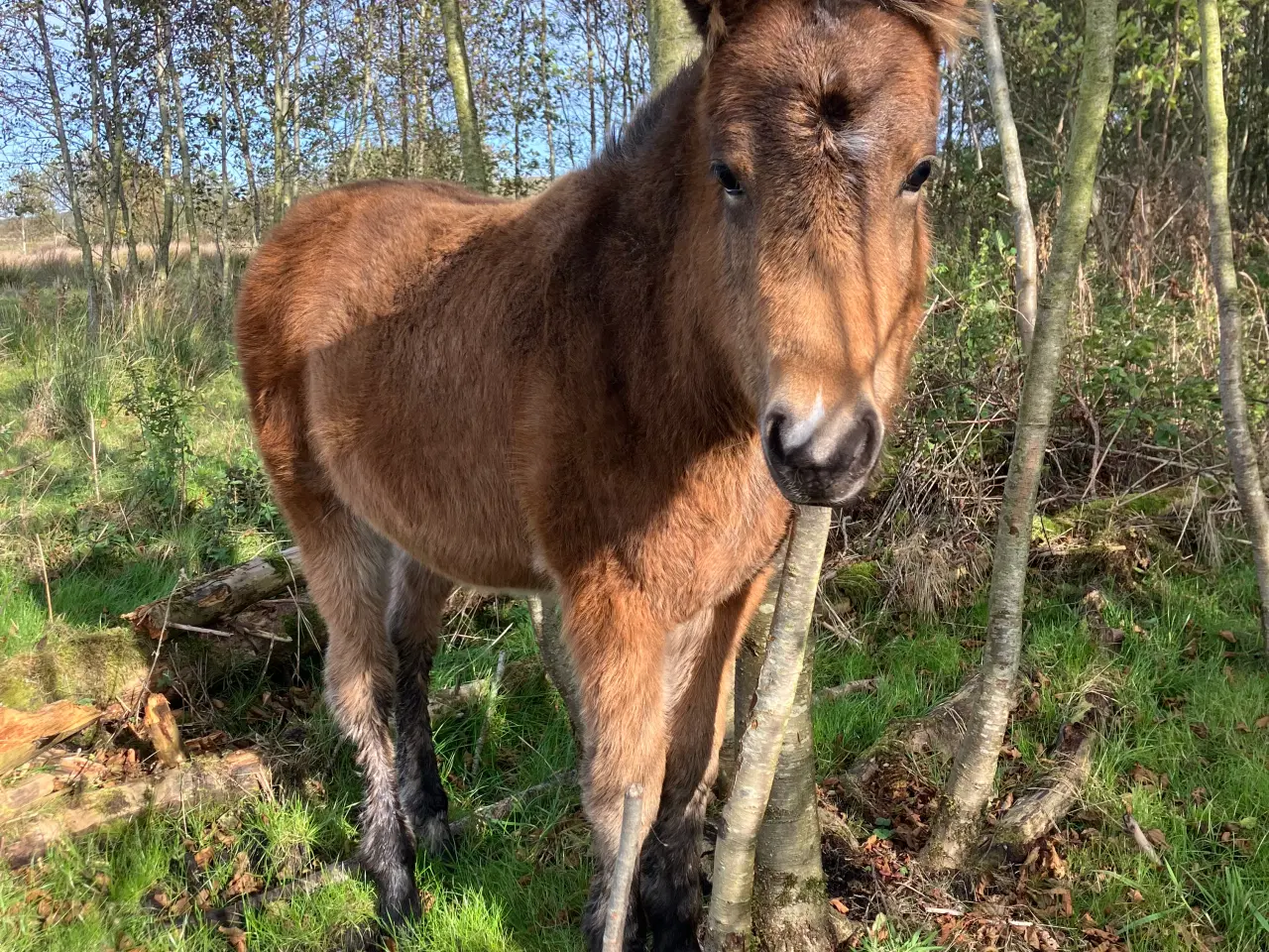 Billede 3 - Ponyføl, hingst