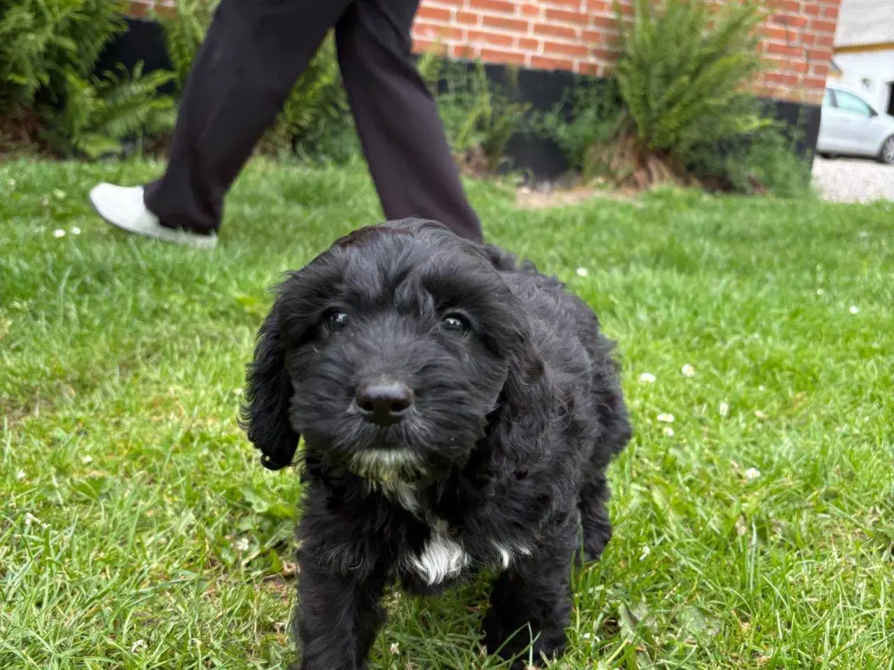 Billede 1 - Sødeste cockapoo hvalper