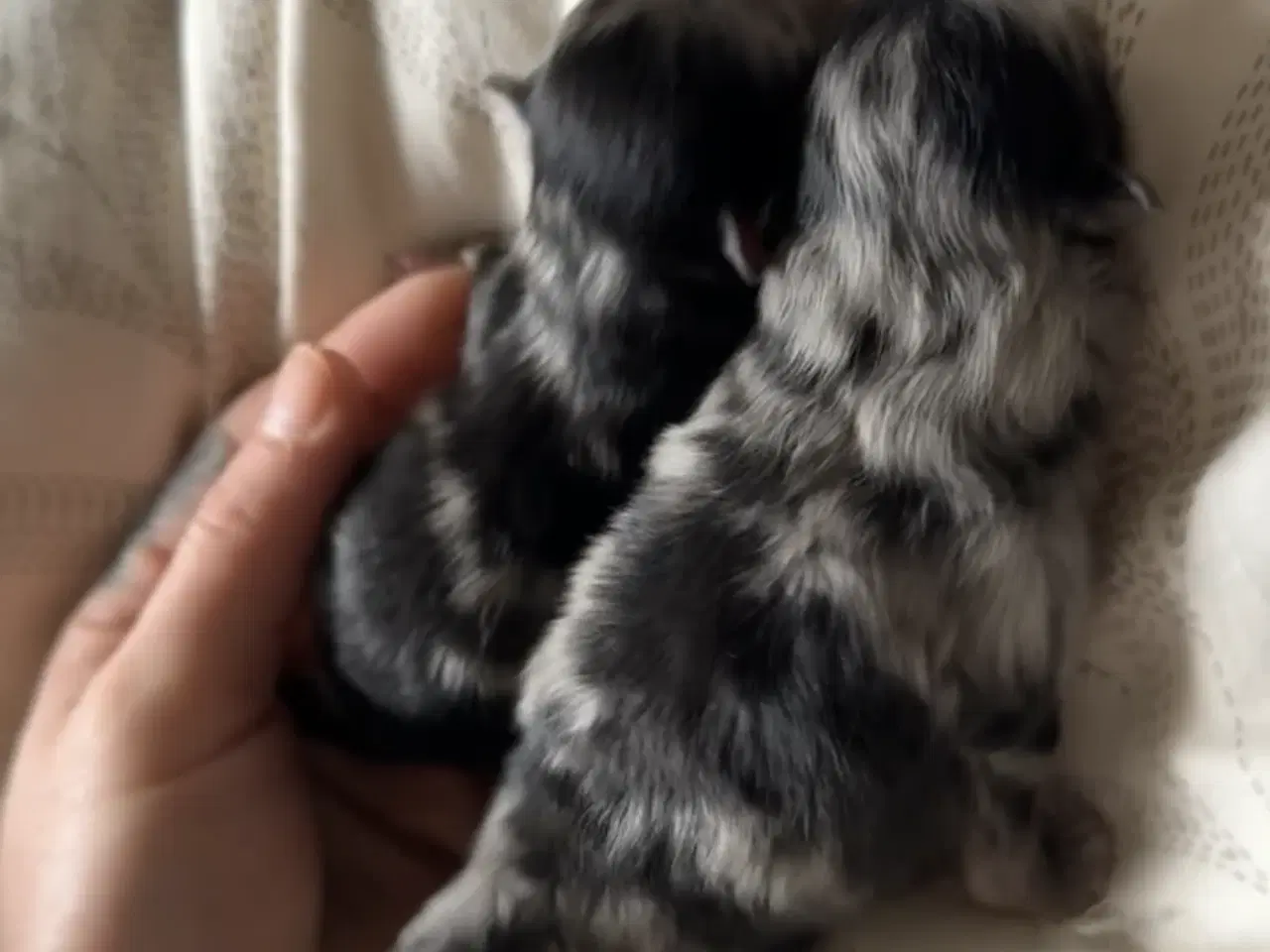 Billede 3 - Merle pomeranian 