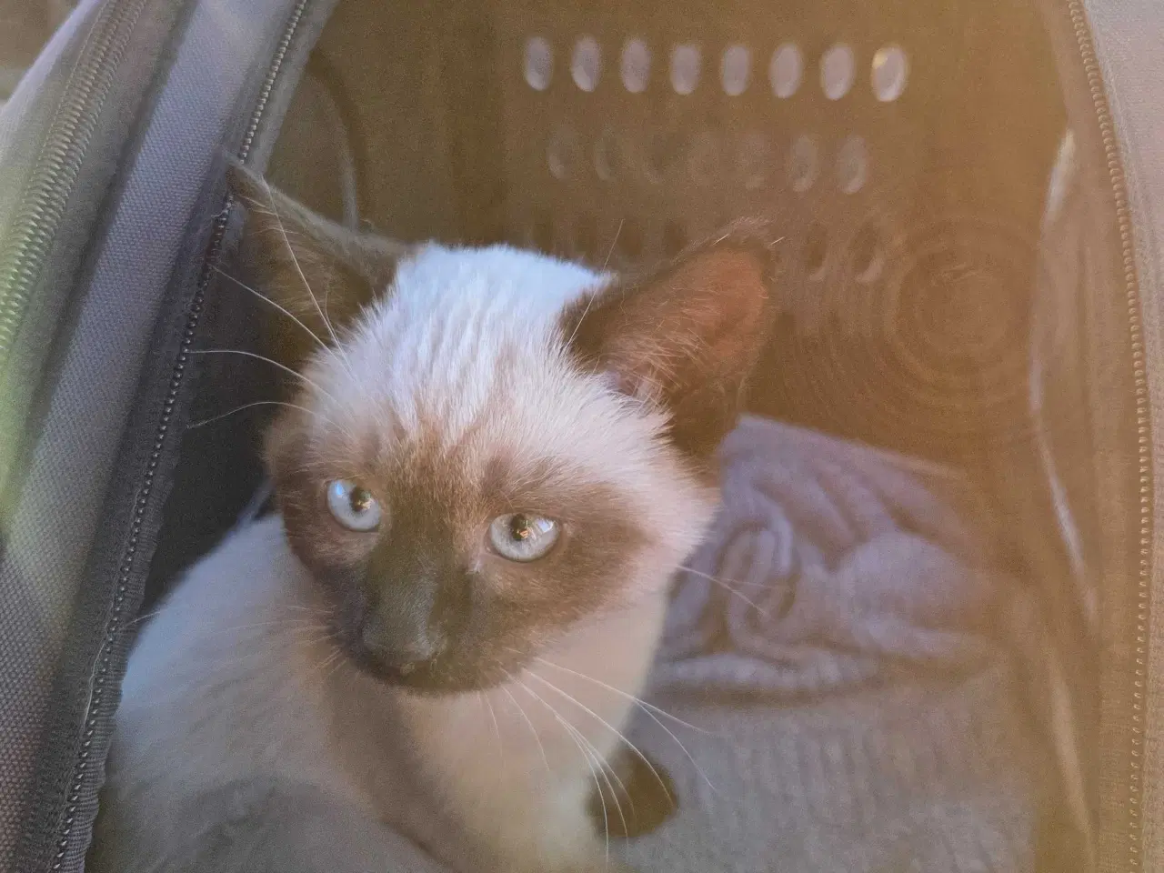 Billede 2 - Sødeste han killing