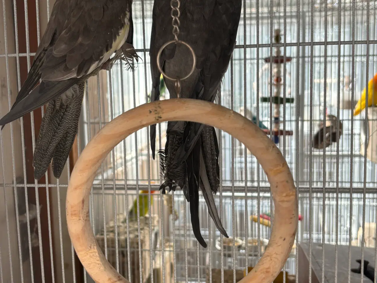 Billede 3 - 3 par nymfeparakitter sælges