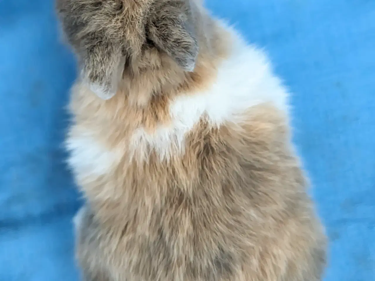 Billede 7 - Hermelin kaninunge sælges